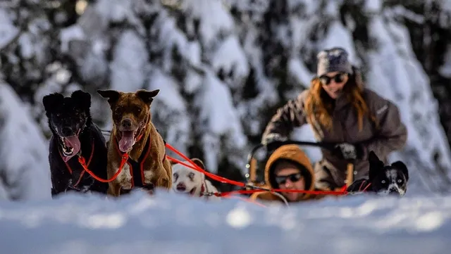 Endurance Kennels LLC