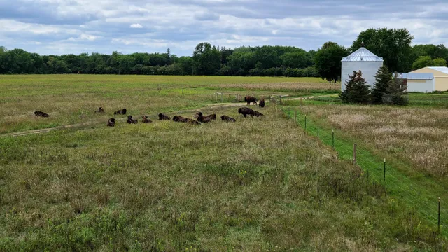 Belwin Conservancy: Bison Observation Area & Tallgrass Trails