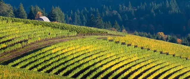 Maresh Vineyard and WInery