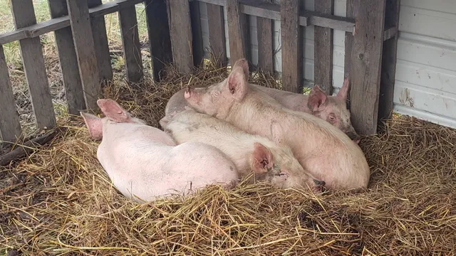 Stone Creek Family Farm