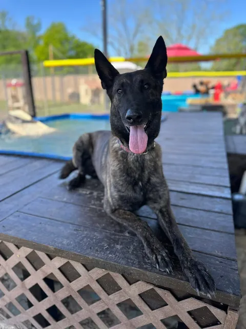 Y-Farms Adventure Unleashed