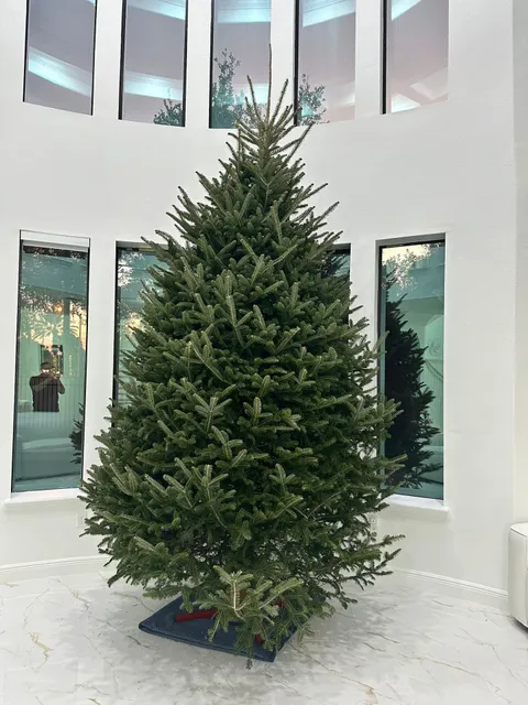 Josario's Christmas Trees