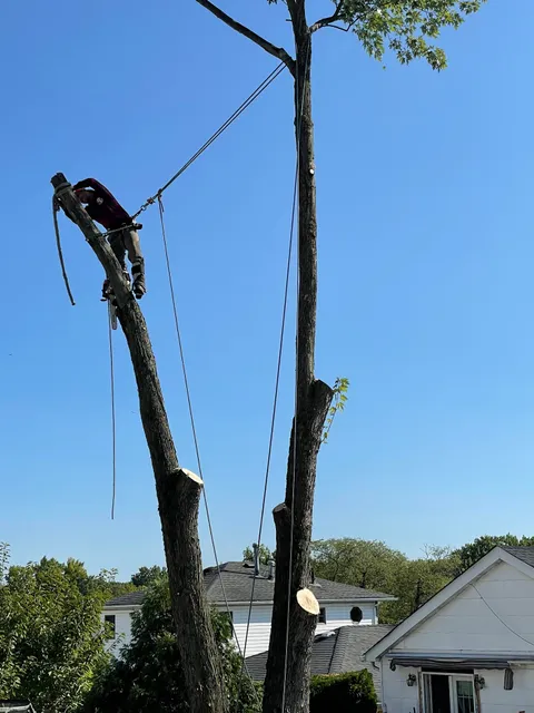 Luis G Tree Service Inc.