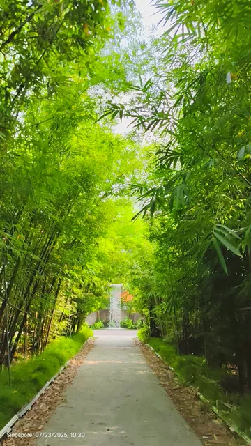 Bamboo Grove and Waterfall