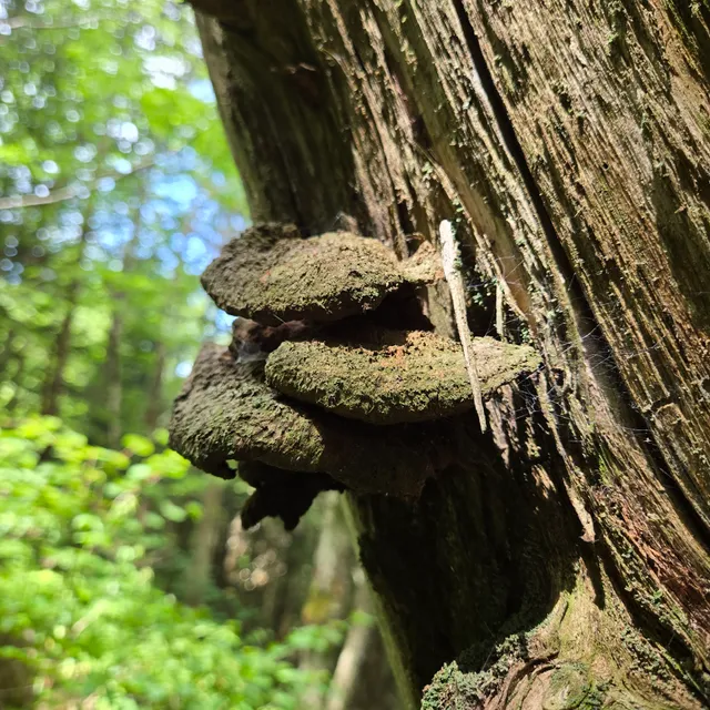 Waterrock Knob Trail