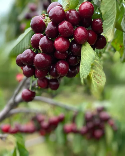 Rasch Cherry & Apple Market