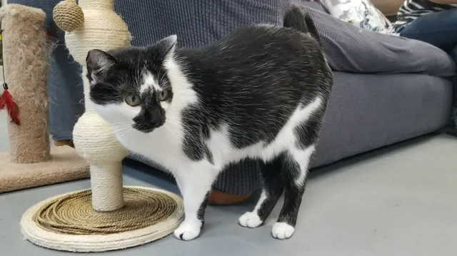 Kitty Queen Cat Rescue