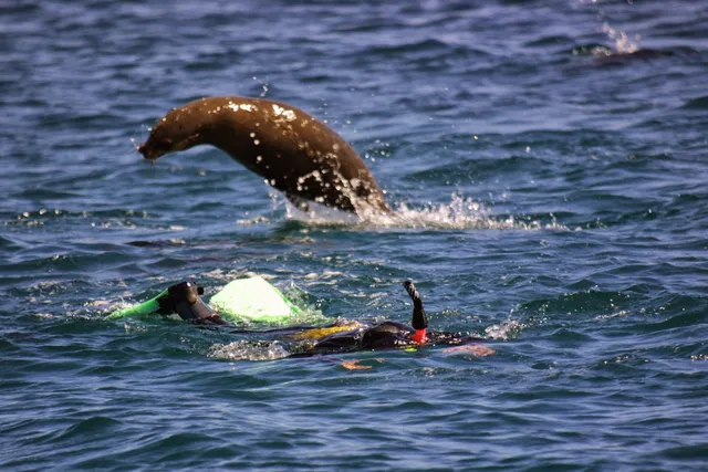 Island Charters Narooma & Montague Island Charters