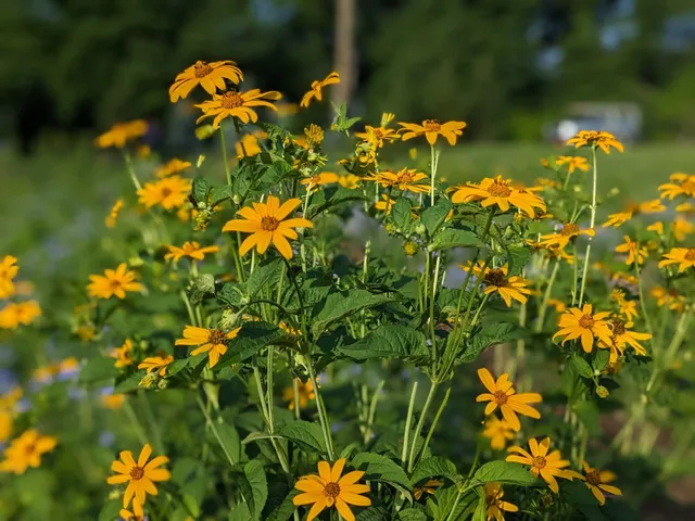The Hallie Christine Jackson Butterfly Sanctuary