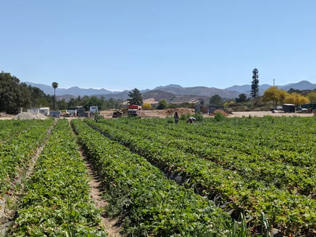 South Coast Farms (U-Pick Farm)