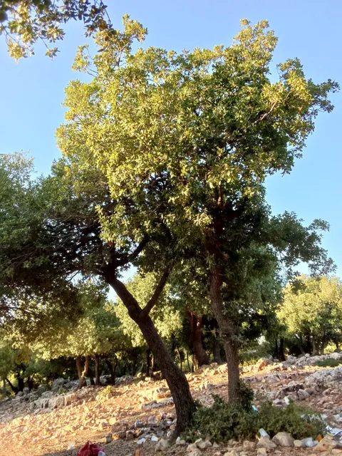 غابات السوس-عجلون