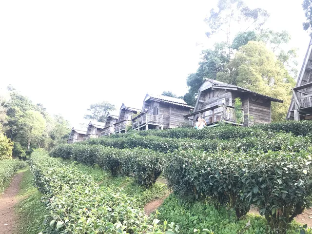 Lung Dech Tea Farm