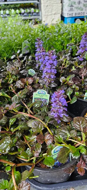 BI-MART #607 - NORTH BEND