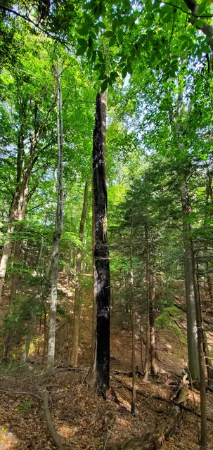 Whiskey Hollow Nature Preserve