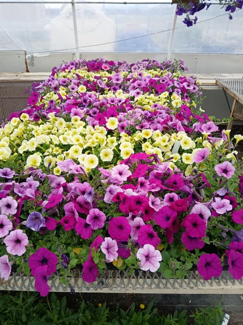 Mackay FFA Greenhouse