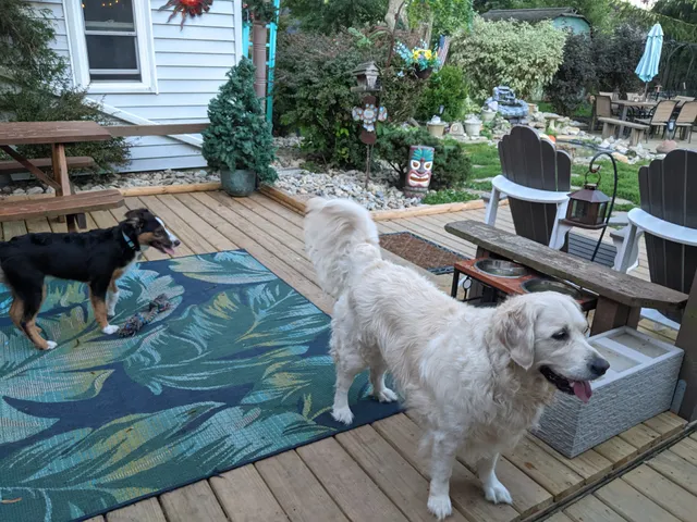 Pet State University & HomeStyle Boarding