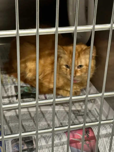 Barrow County Animal Control