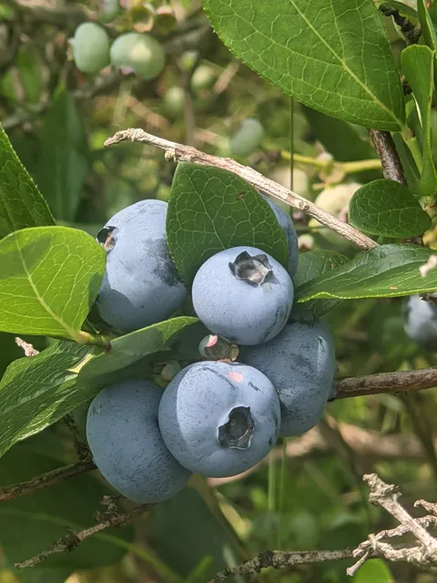 The Blueberry Patch