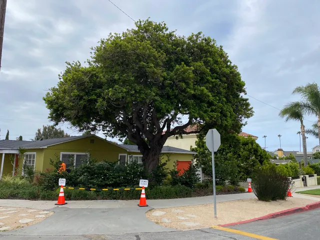 Tree MD of Orange County