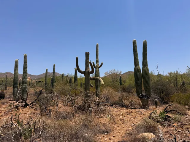 Desert Loop Trail