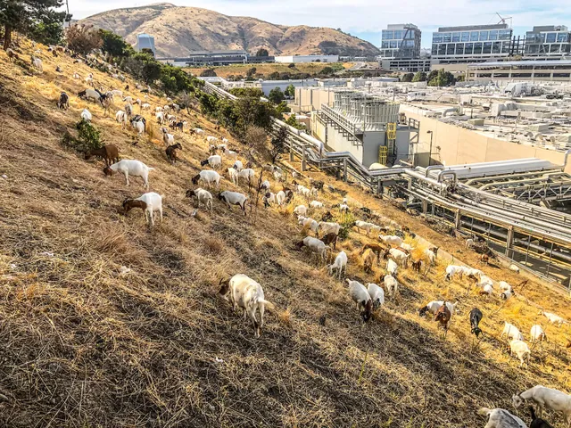 Genentech Building 56