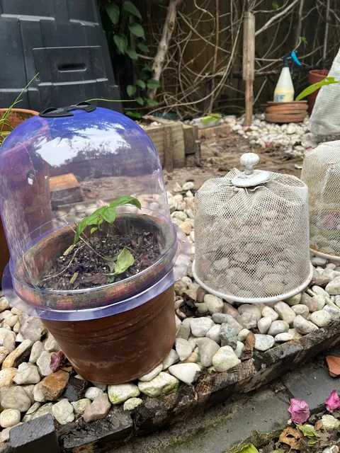 Pastoral Unincorporated Area