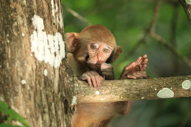 AWA Kayak Tours Silver Springs