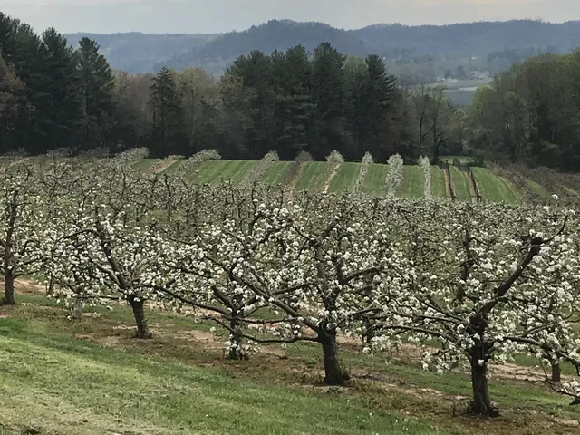 Stepp's Hillcrest Orchard
