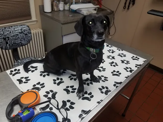 Commack Animal Hospital