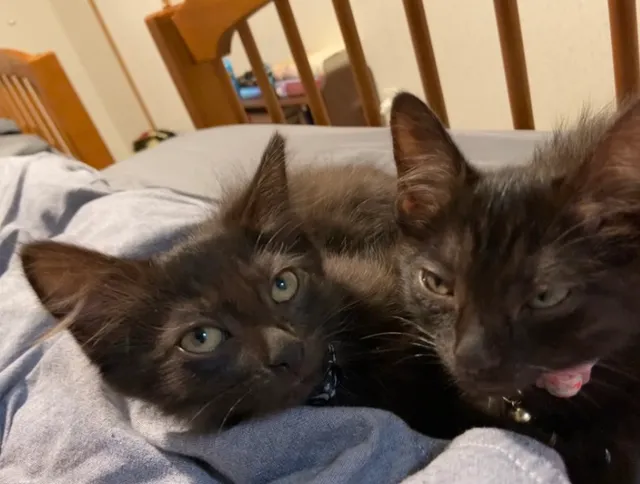 Linden Animal Clinic