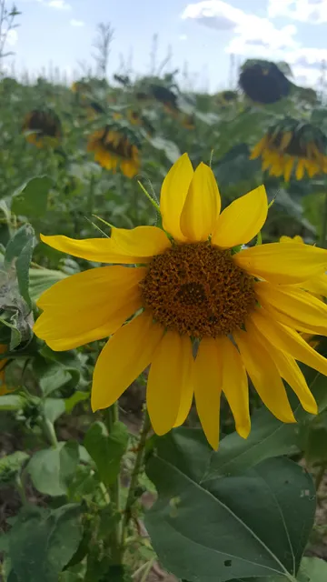 Mt Vernon State Game Farm