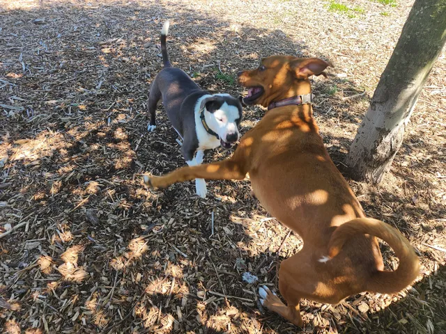 Estelle Cohn Memorial Dog Park