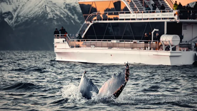 Brim Explorer Tromsø - Meeting Point Tours