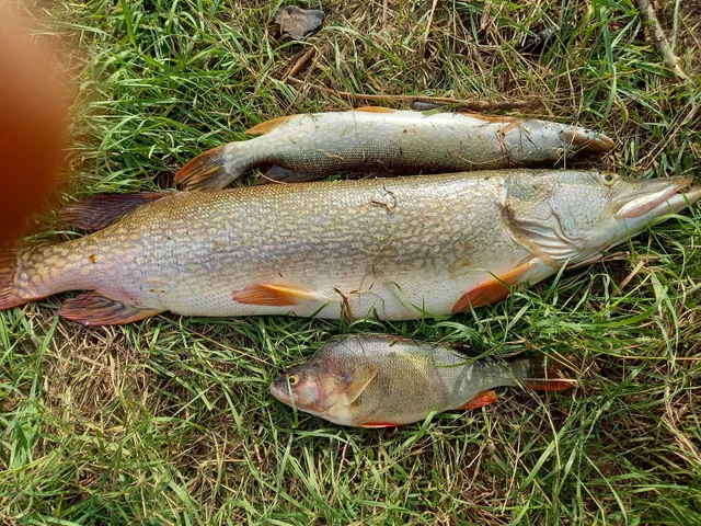 Магазин рыболовных советов Master-Fish.KZ