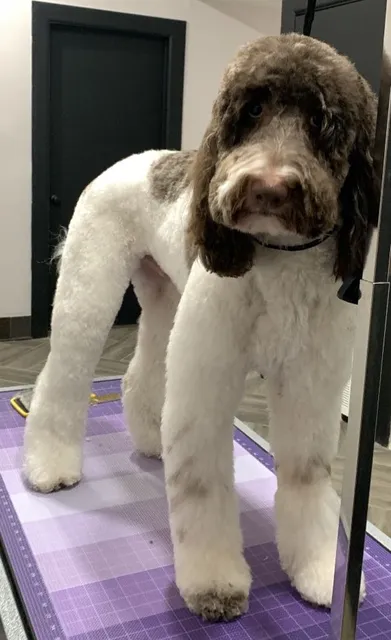 The Petique Hotel Laredo