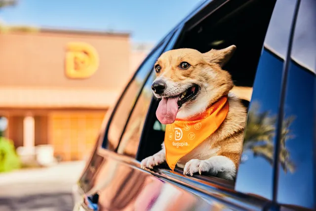 Dogtopia of Houston - W. Alabama Street