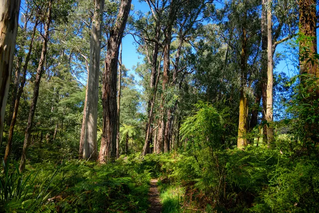 Menzies Creek Walking Track
