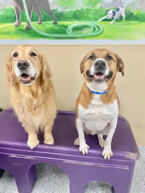 Red Dog Pet Resort & Spa Northshore