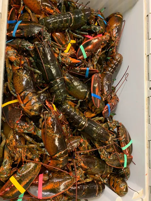 Casino Lobster