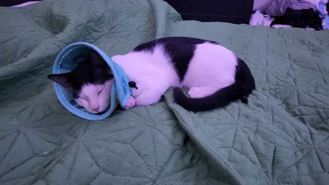 Miami-Dade Animal Services Community Spay/Neuter Clinic