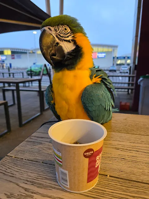 Costa Coffee - Marsh Mills Retail Park