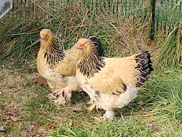 Appalachian Heirloom Plant Farm & Apiary