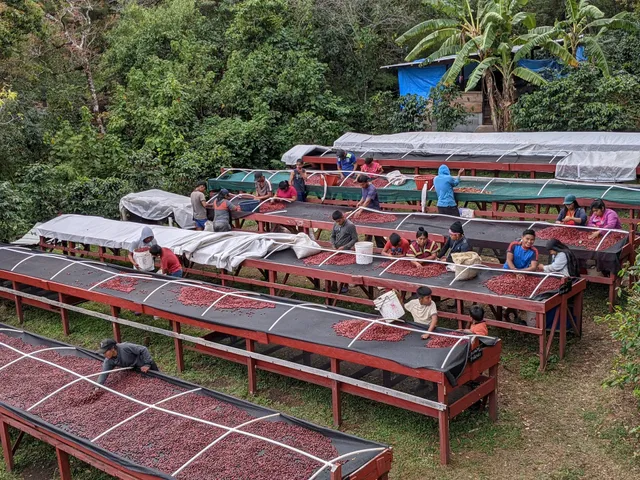 Damarli Estate Coffee Farm | Specialty Coffee, Tours & Lodging