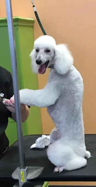 Shampoodles Salon, Biltmore