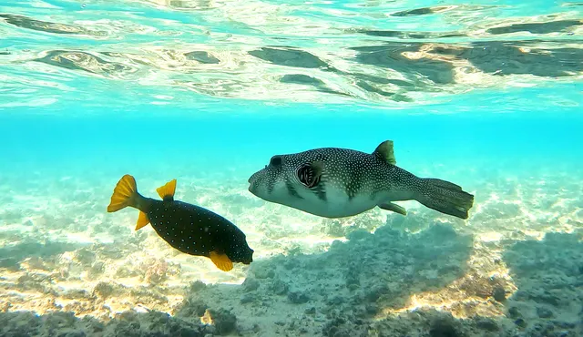 Сноркелинг Корал Риф Coral reef Turtle