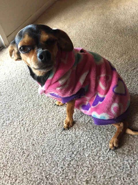 Kings Row Pet Hospital