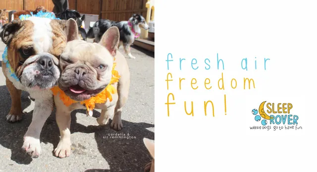 Sleep Rover Doggie Hotel & Daycare