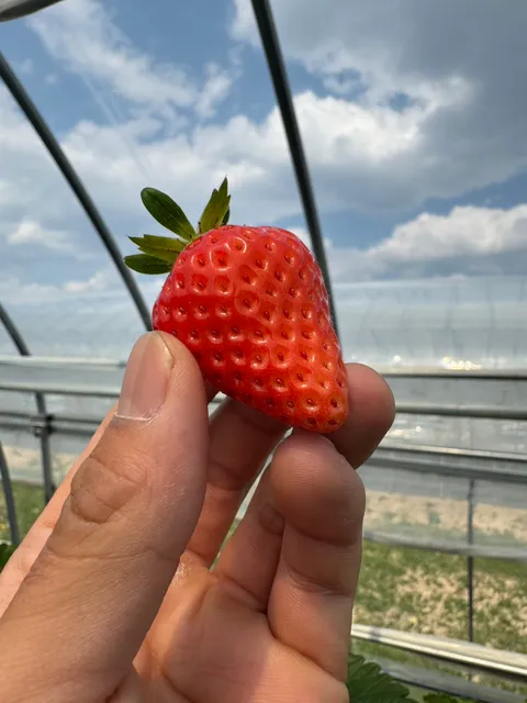 Marukitaichigono Orchards