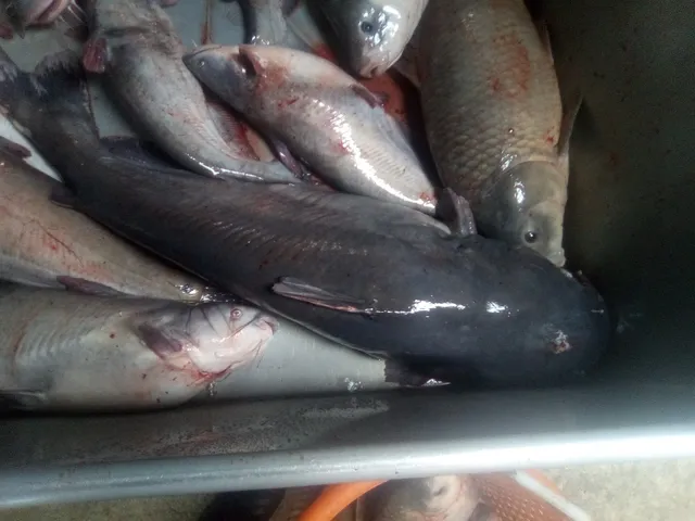 Billys Fish Market