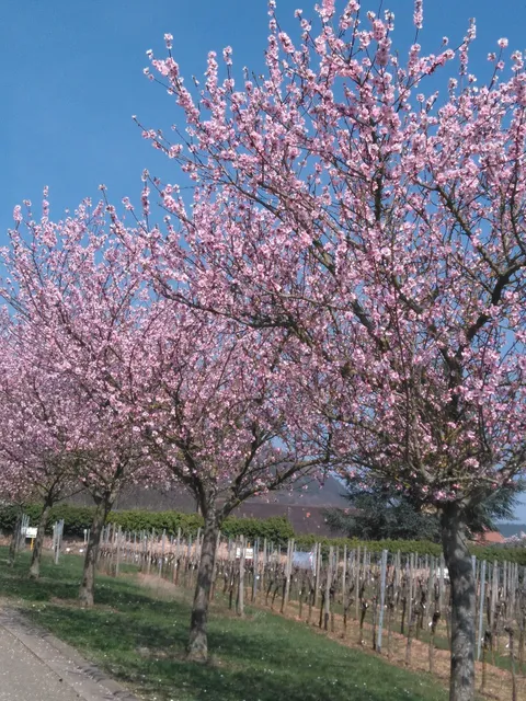 FeWo Kirschblüte und Reblaus